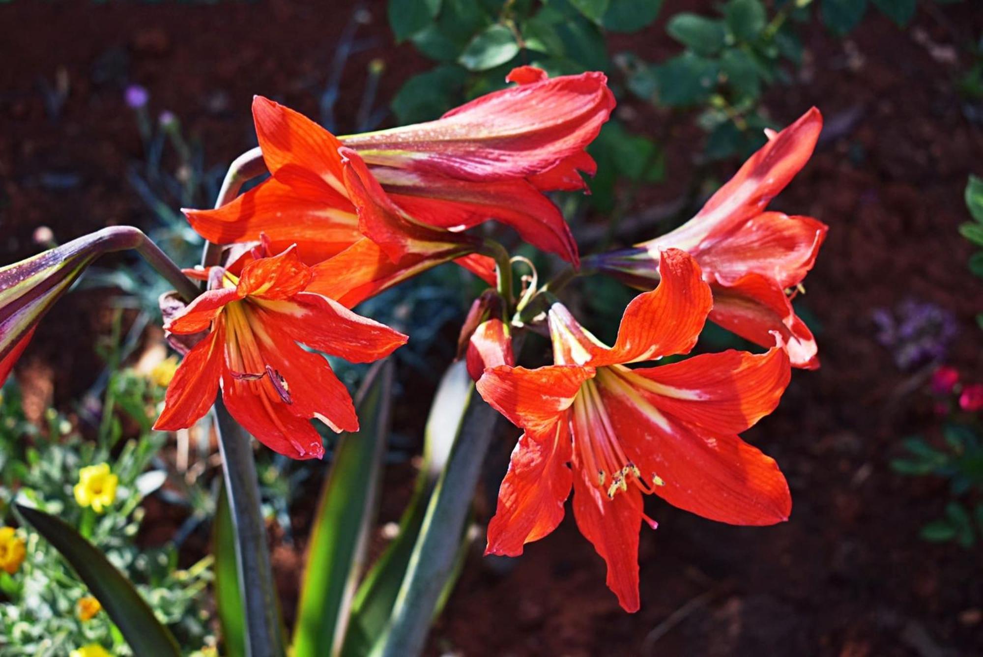 Flower Garden Rhapsody - Modern Family Apartments Near Fažana Zewnętrze zdjęcie