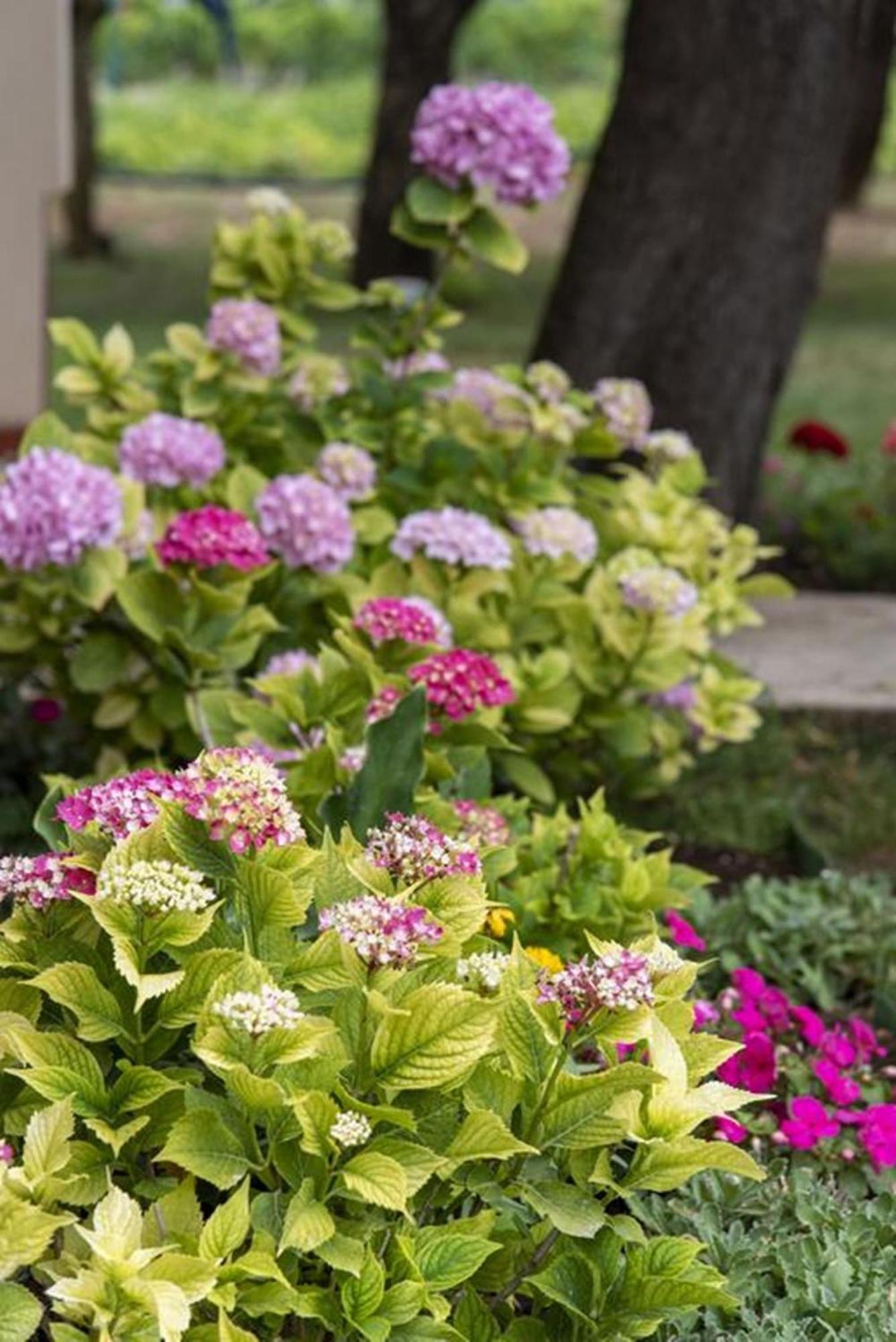Flower Garden Rhapsody - Modern Family Apartments Near Fažana Zewnętrze zdjęcie
